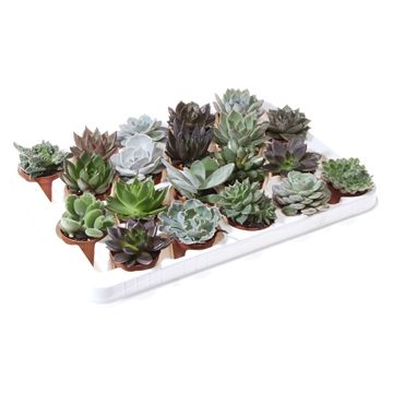 Succulent Mix