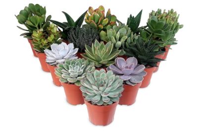 Succulent Mix