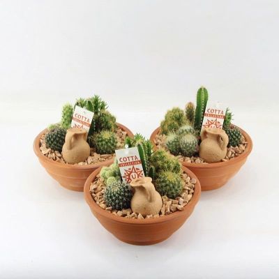 Cactus Arrangement