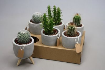 Cactus Mix