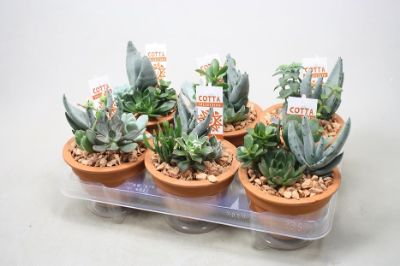 Succulent Arrangement