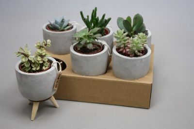 Succulent Mix