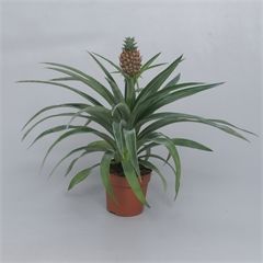 Ananas Comosus  - Ornamental Pineapple