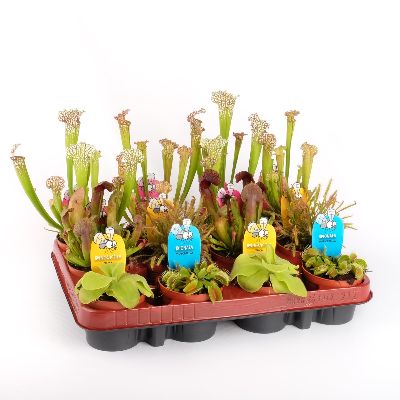 Carnivorous Plants - Assorted Families