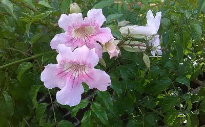 Podranea ricasoliana - Bignonia, Pink Trumpet Vine