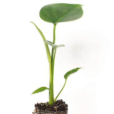 Monstera Mix