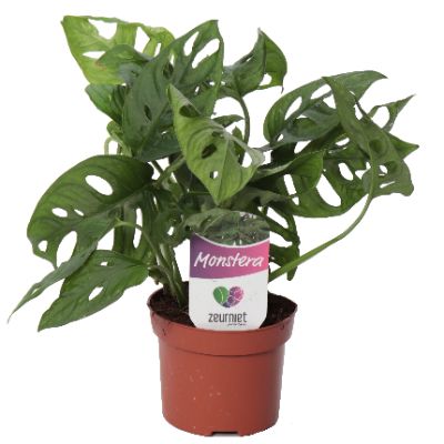 Monstera adansonii