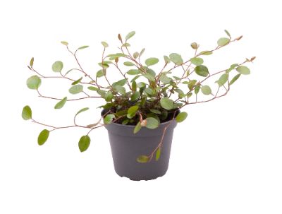 Muehlenbeckia complexa ' Maori'
