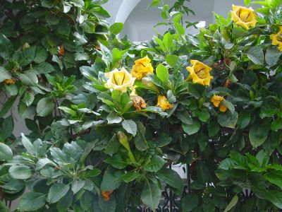 Solandra maxima - Chalice Cup Vine