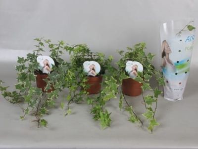 Hedera Helix Mix