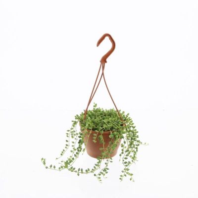 Senecio herreianus - String of Tears