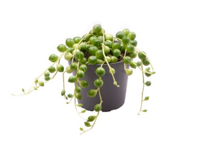 Senecio rowleyanus - String of Pearl