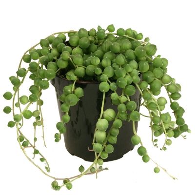 Senecio rowleyanus - String of Pearl