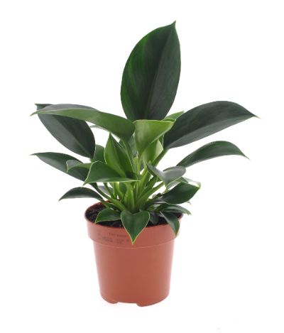 Philodendron Mix