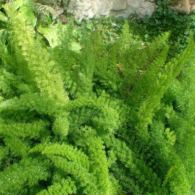 Asparagus Densiflorus 'myersii' - Bottle Brush Fern, Foxtail Fern