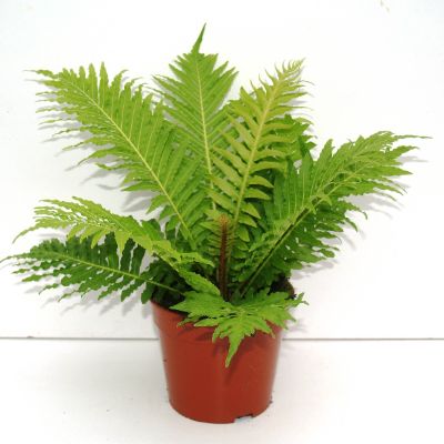 Blechnum gibbum 'Silver Lady'