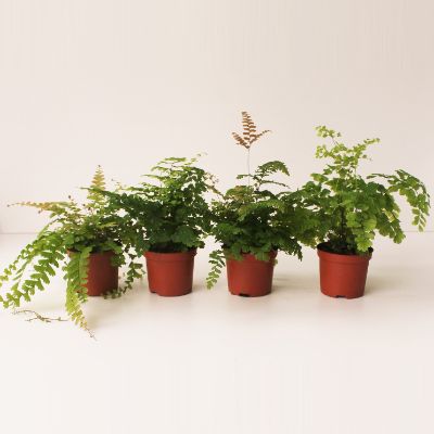 Fern Mix