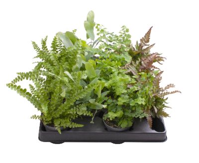 Fern Mix