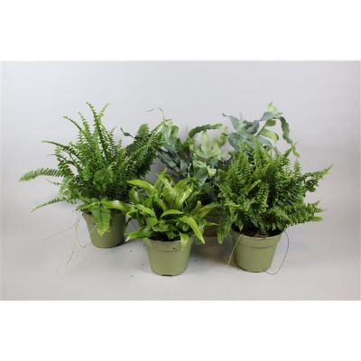 Fern Mix