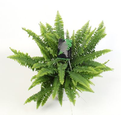 Nephrolepis exaltata - Boston Fern