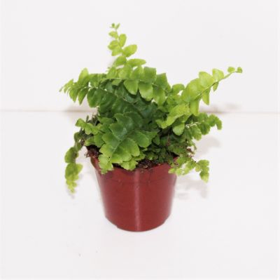 Nephrolepis exaltata - Boston Fern