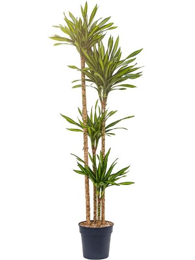 Dracaena fragrans 'Massangeana' - Corn Plant