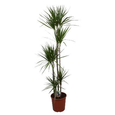 Dracaena marginata spp.