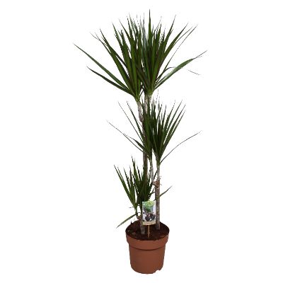 Dracaena marginata spp.