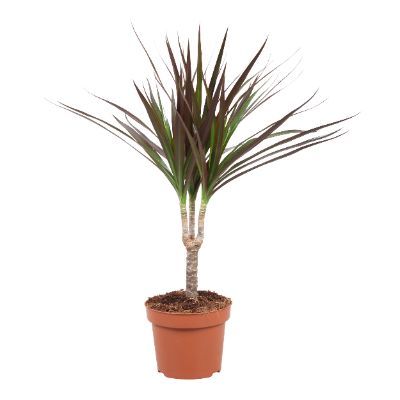 Dracaena marginata spp. Mix