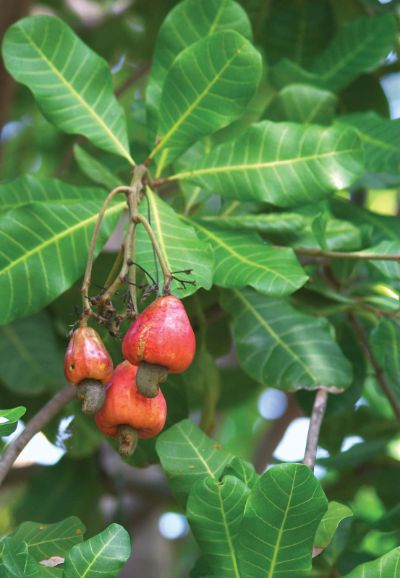 Anacardium occidentale - Cashew Tree