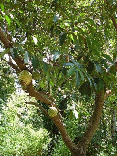 Annona Muricata - Soursop Tree