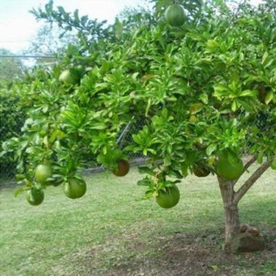 Crescentia cujete - Calabash Tree