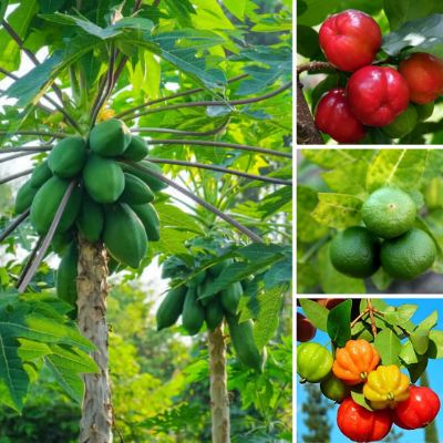Fruit Trees Assorted