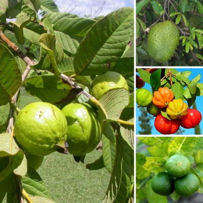 Fruit Trees Assorted