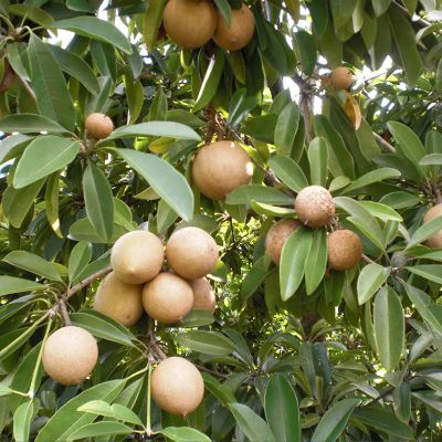 Manilkara Zapota - Sapodilla Tree