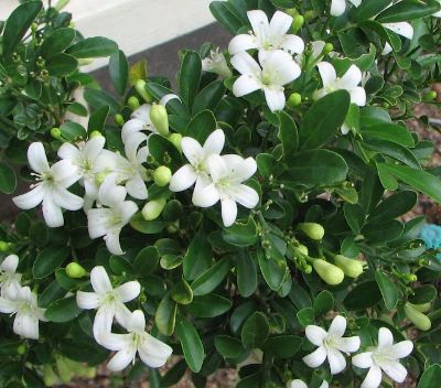 Murraya paniculata - Limonia or Orange Jasmine