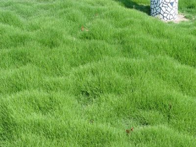 Zoysia spp. - Zoysia Grass Tray