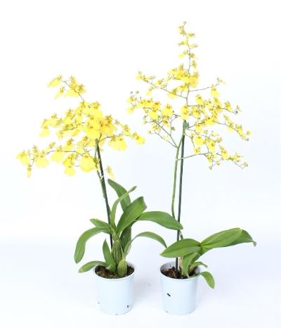 Oncidium spp. - Oncidium, Dancing Lady Orchid