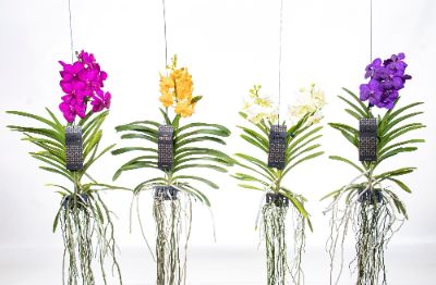 Vanda Hybrid - Indoor Vanda Mix