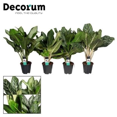 Aglaonema Spp. Mix