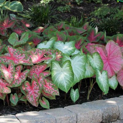 Caladium Spp. Mix