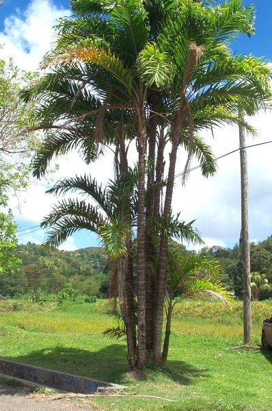 Bactris Gasipaes - Peach Palm 6p