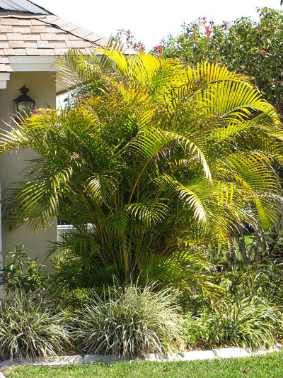 Chrysalidocarpus Lutescens / Dypsis Lutescens - Golden Palm