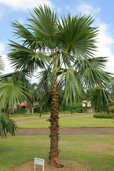Coccothrinax barbadensis - Fan Palm