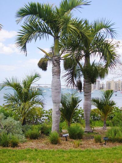 Hyophorbe Verschaffeltii - Spindle Palm