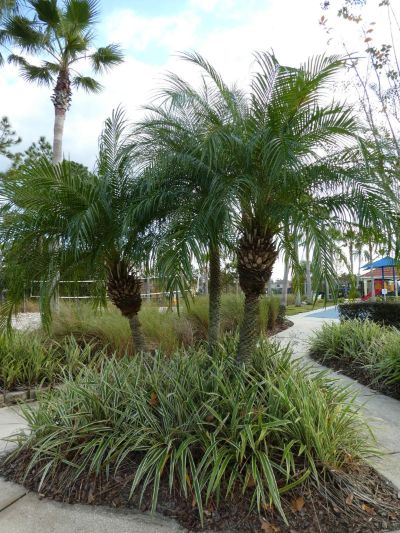 Phoenix roebelenii - Pygmy Date Palm (Triple Stem)
