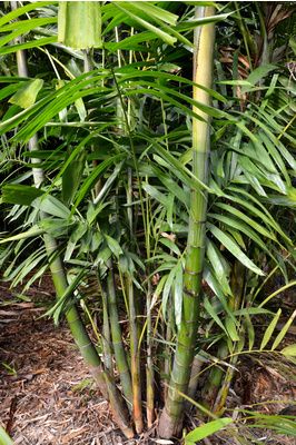Ptychosperma macarthurii - Macarthur Palm (Multi Stem)