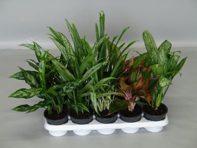 Aglaonema Spp. Mix Aglaonema Spp. Mix