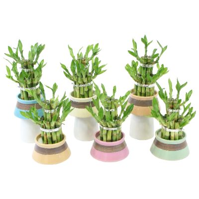 Dracaena sanderiana - Lucky Bamboo Round Arrangement