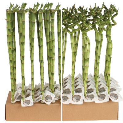 Dracaena sanderiana - Lucky Bamboo Spiral/Straight Stem